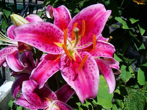 ¿Cuáles son las flores más hermosas para enamorar a una mujer?