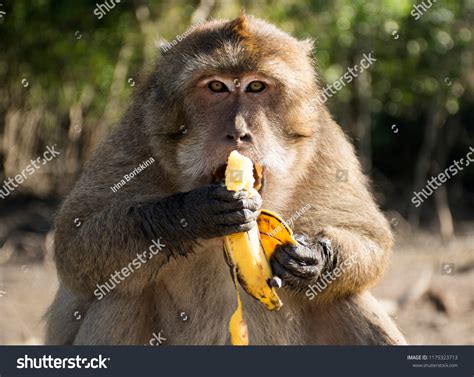 Monkey Eats Banana Wild Monkey Jungle Stock Photo 1179323713 | Shutterstock