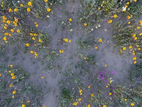 Wildflowers in and around Borrego Springs, CA - Drone Photography