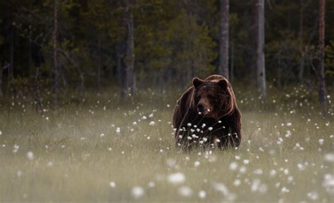 Forest Bear latest HD Wallpapers | Brown bear, Animals, Bear