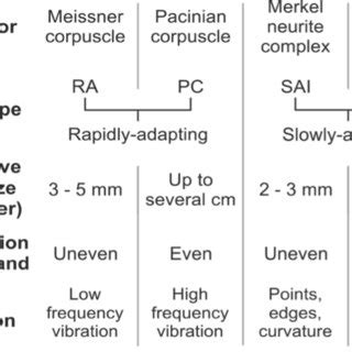 The 4 mechanoreceptors linked to fiber types, the receptive field size,... | Download Scientific ...