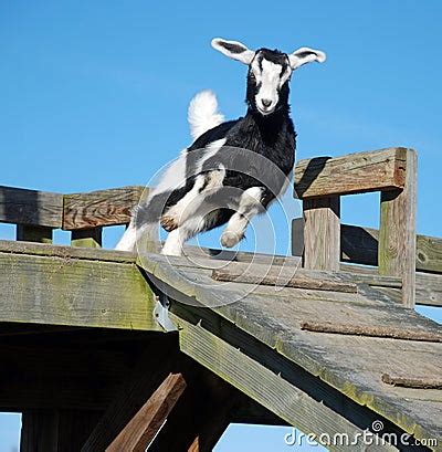 Jumping Baby Goat Kid Royalty Free Stock Image - Image: 12343696