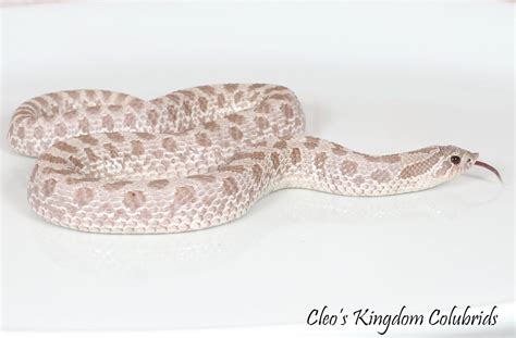 Lavender - Hognose Snake Traits - Morphpedia