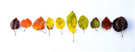 Fall Leaf Colors by Tree Species