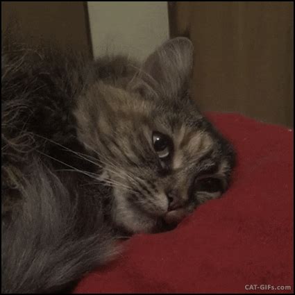 Sad Cat GIFs - Find & Share on GIPHY