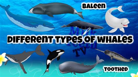 Types of Whales | Baleen and Toothed Whales Names | with Pictures and description for Students ...