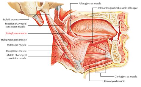 Styloglossus Muscle – Earth's Lab