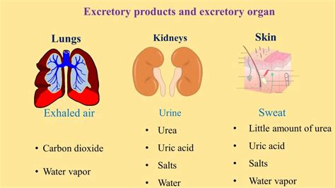 Skin Excretory System