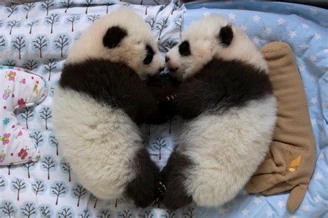 Zoo Atlanta's twin panda cubs to get named by public - CBS News