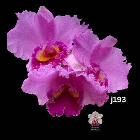 Cattleya – Page 7 – Barrita Orchids