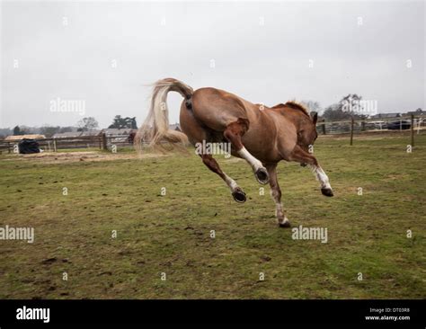 brown horse, jumping around freely in its' field Stock Photo - Alamy