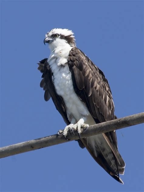 Águila pescadora (AVES DE LA COSTA DE JALISCO) · NaturaLista