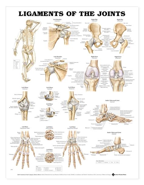 Ligaments of the Joints Anatomical Chart | Joints anatomy, Physical ...