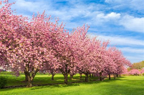 10 Interesting Facts About Cherry Blossoms You Didn't Know - Farmers ...