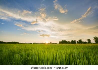 Paddy Field Sunrise Stock Photo (Edit Now) 490158139