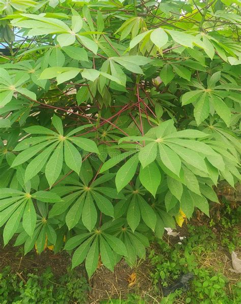 Cassava Tree Leaves, Cassava or Cassava, One Source of Carbohydrates ...