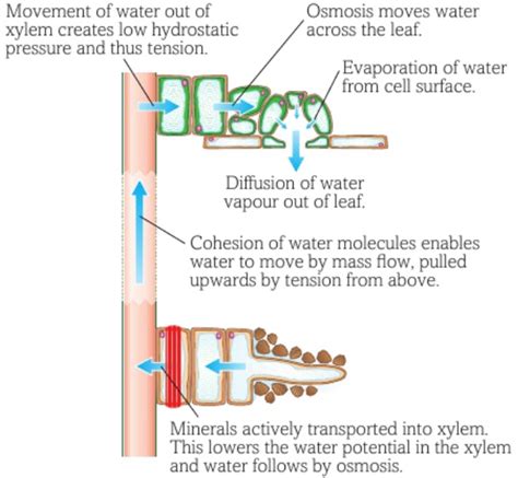 Transport in plants (The transpiration stream) Diagram | Quizlet