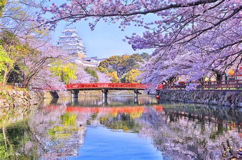 Foto Präfektur Tokio Japan Natur Brücken Frühling Flusse Blühende