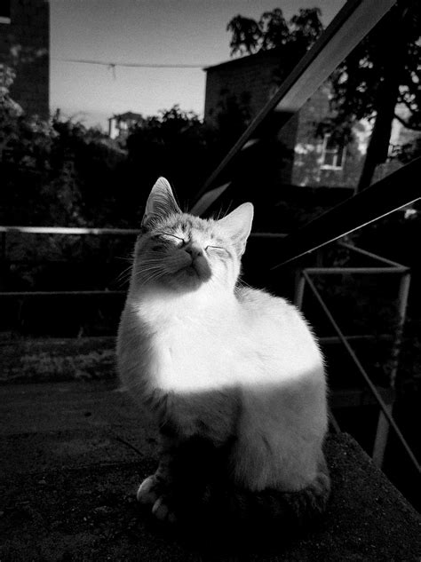 Street Cat Portraits on Behance