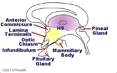 Neuroanatomy Online: Lab 2 - Internal Organization of the Brain - The Diencephalon