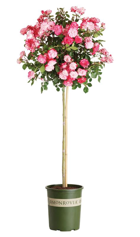 Monrovia Rose Guide by monroviaplants - Issuu