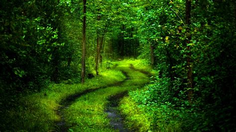 Green Forest Deep Path HD 3D Wallpaper – ALTERNATĪVĀ REALITĀTE