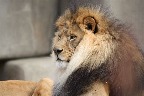 File:Male Lion 057.jpg - Wikimedia Commons