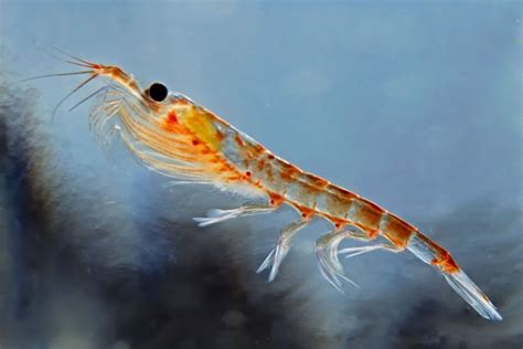 35 Cool Krill Facts