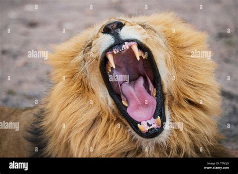 Close up roaring lion hi-res stock photography and images - Alamy