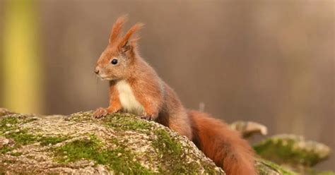 Can Squirrels Communicate with Each Other? (Explained)