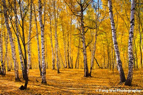 Autumn birch forest - a photo on Flickriver