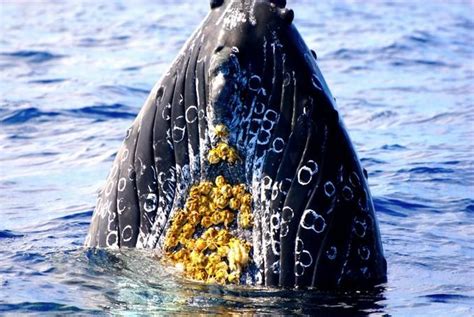 barnacles on whale | Whale, Barnacles, Kauai