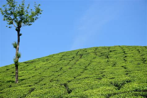 80+ Free Munnar & Kerala Images - Pixabay