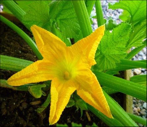 Patio of Pots: Grow Zucchini in a Container