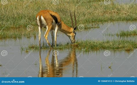 Gazelle Feeding in the Wetlands of Amboseli Stock Photo - Image of ...