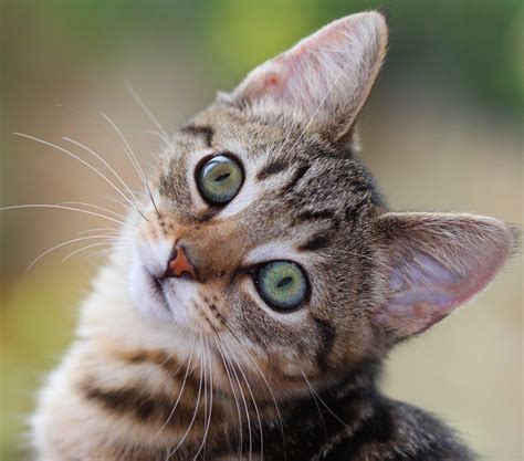 File:Green eyes kitten.jpg - Wikimedia Commons