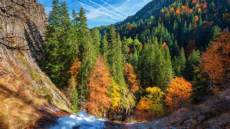 Autumn Forest Desktop Background