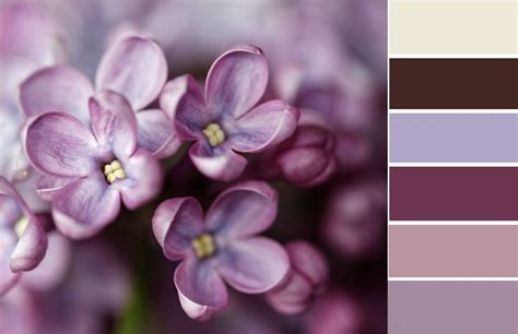 Color Palette #0014 Lilac Color Palette - Color Amazing Designs in 2021 | Purple color schemes ...