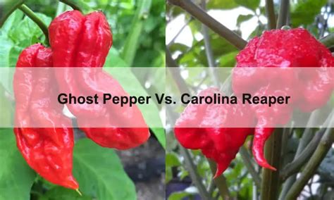 Scoville Scuffle: Ghost Pepper and Carolina Reaper Face Off!