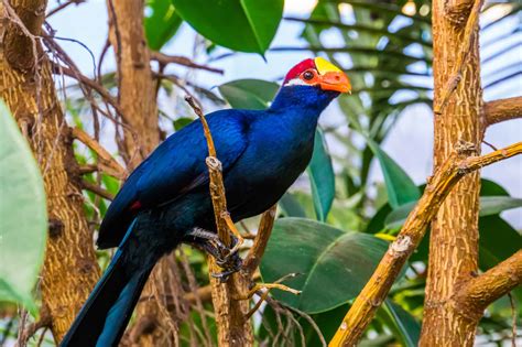 Turaco - A-Z Animals