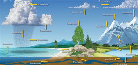 Detailed graphic image of the water cycle with the ocean on the left, land in the middle, and a ...