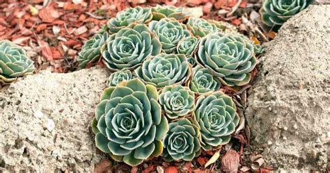 Succulent Echeveria Types: A Guide To Types Of Echeveria To Grow