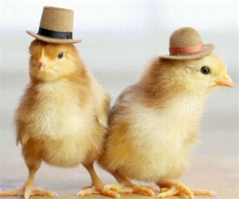 Pin by Shannon Hadrup on Chicks | Baby chicks, Baby chickens, Cute funny animals