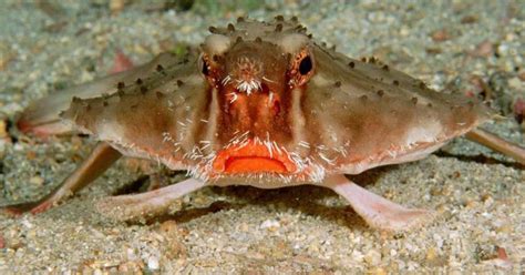 Red-lipped Batfish Facts and its Remarkable Adaptations - Odd Facts