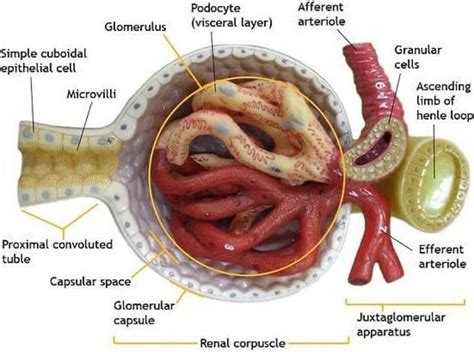 Kidney Anatomy, Medical Anatomy, Medicine Notes, Medicine Student ...