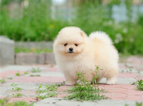 Fluffy & Adorable: tiny fluffy cute dogs Perfect for Cuddling