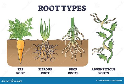 Root Types Examples in Soil from Side View in Biological Outline Diagram Stock Vector ...