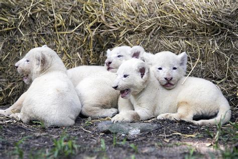 White Lion Cubs 844438 Stock Photo at Vecteezy