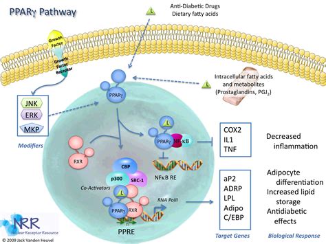 Inflammablog4: A general PPAR-gamma diagram...