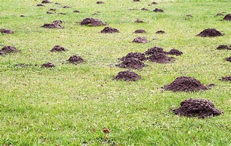 Don't Let Moles Take Over Your Rochester Yard